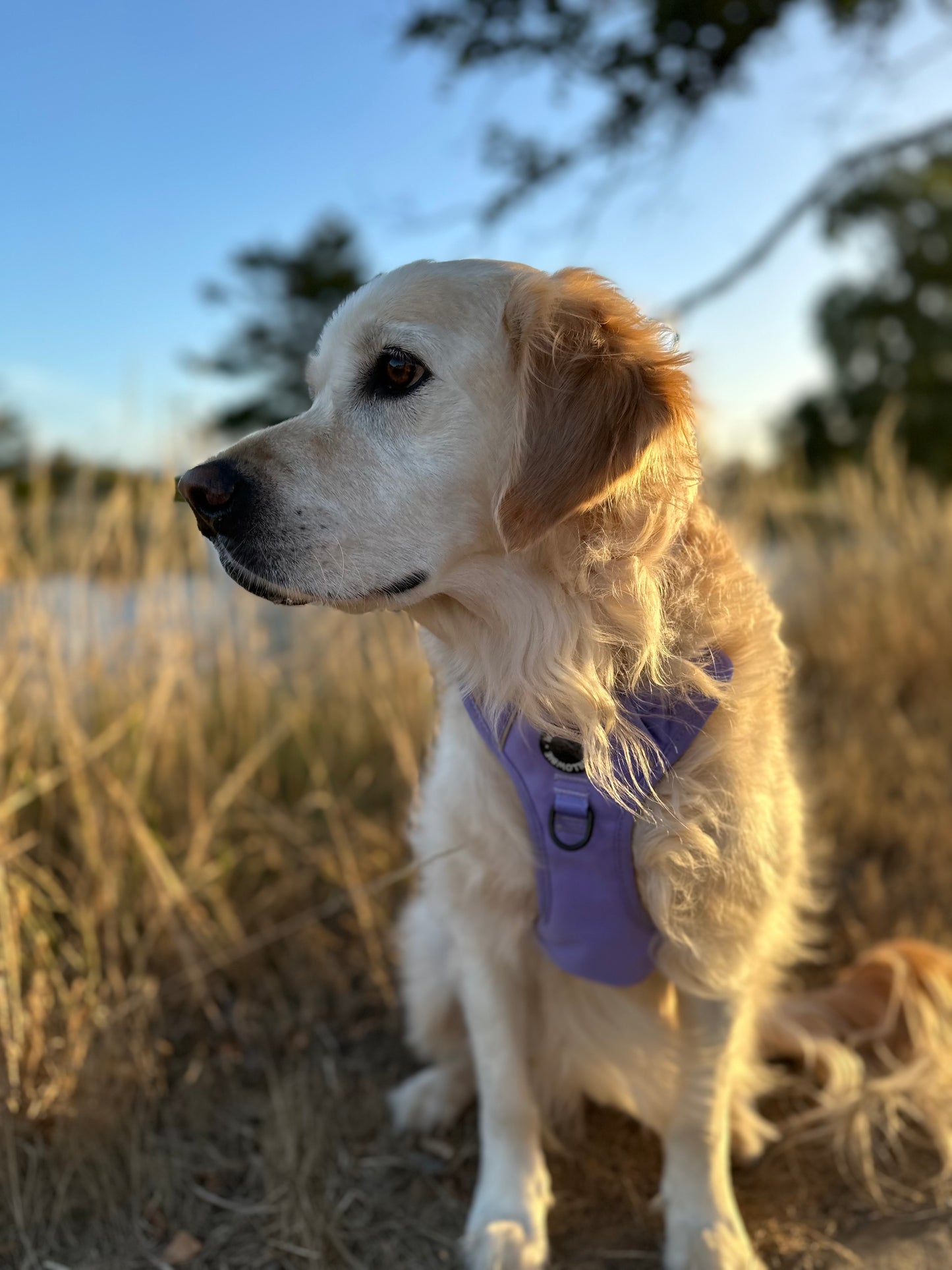 Everyday Harness | Lavender