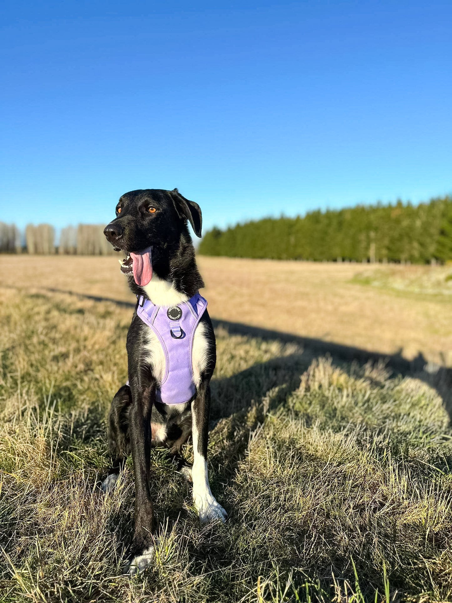 Everyday Harness | Lavender